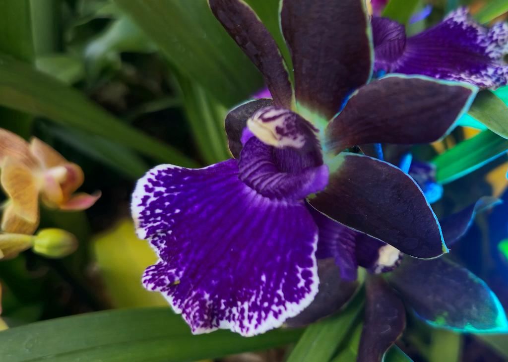 20250222_135707 Tower Hill Botanic Garden, MA.jpg - Orchid (Zygolum Louisendorf 'Rhein Moolight'). New England Botanic Garden at Tower Hill, MA, 2-22-2025